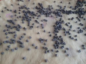 Brioche « de l’Amitié » aux pépites de chocolat par "Les Recettes de Titi"